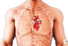 ضخیم شدن دیواره قلب یکی از بیماری‌هایی است که سلامت این ارگان مهم را به خطر می‌اندازد.