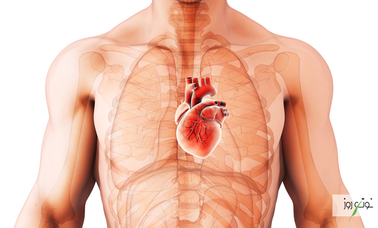 ضخیم شدن دیواره قلب یکی از بیماری‌هایی است که سلامت این ارگان مهم را به خطر می‌اندازد.