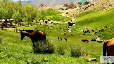 روستای بلرتو بهترین روستای ملایر 19 آیا تا به الان به روستای بلرتو سفر کرده اید؟ با نوت روز همسفر این مطلب در belerto باشید.